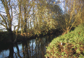 BordsYron