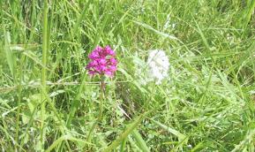 fleurs14b1