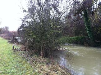 riviere et troncs-02