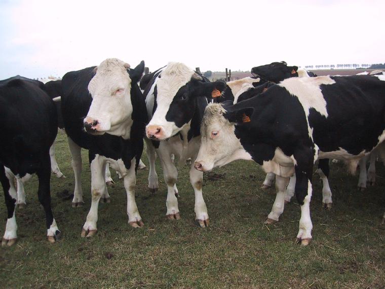 vaches